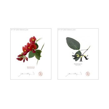 Kennedia species Diptych - 8″ × 10″ Flat Prints, No Mats