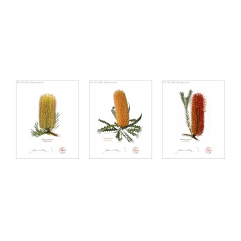 Banksia Flower Collection 1 Triptych - 8″ × 10″ Flat Prints, No Mats