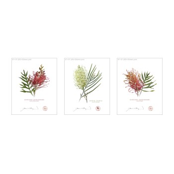 Grevillea Collection 3 Triptych - 8″ × 10″ Flat Prints, No Mats