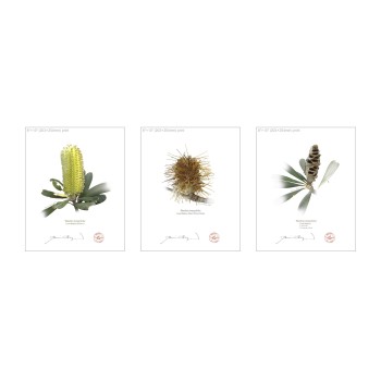 Life of a Banksia Flower Triptych - 8″ × 10″ Flat Prints, No Mats