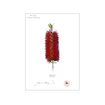 010 Bottlebrush (Callistemon) - A4 Flat Print, No Mat