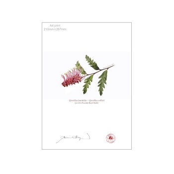 Grevillea 'Poorinda Royal Mantle' Diptych - A4 Flat Prints, No Mats