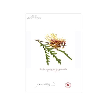 028 Grevillea 'Poorinda Blondie' - A4 Flat Print, No Mat