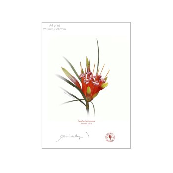 095 Mountain Devil (Lambertia formosa) - A4 Flat Print, No Mat