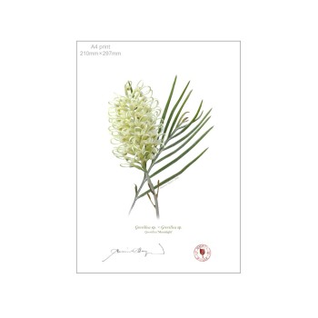 112 Grevillea 'Moonlight' - A4 Flat Print, No Mat