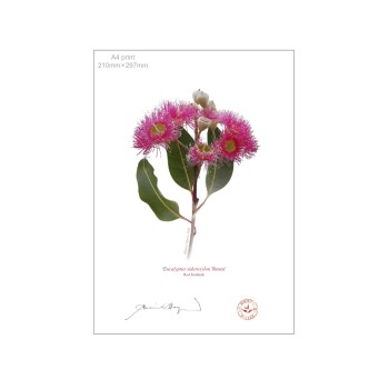 121 Red Ironbark (Eucalyptus sideroxylon 'Rosea') - A4 Flat Print, No Mat