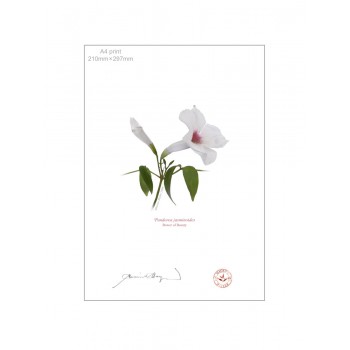123 Pandorea jasminoides - A4 Flat Print, No Mat