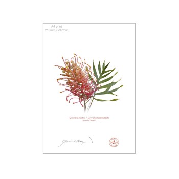 135 Grevillea 'Superb' - A4 Flat Print, No Mat