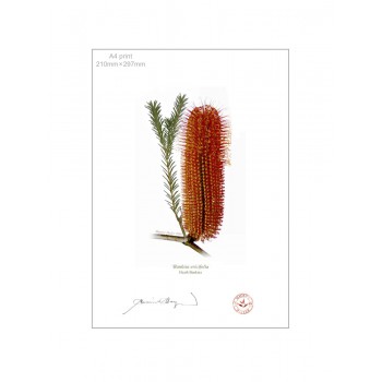 148 Heath Banksia (Banksia ericifolia) - A4 Flat Print, No Mat
