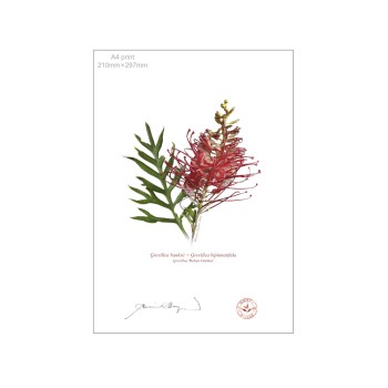 149 Grevillea 'Robyn Gordon' - A4 Flat Print, No Mat