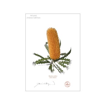 154 Ashby's Banksia (Banksia ashbyi) - A4 Flat Print, No Mat