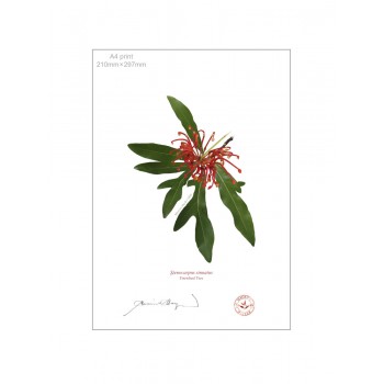 155 Firewheel Tree (Stenocarpus sinuatus) - A4 Flat Print, No Mat