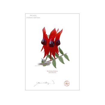 160 Sturt's Desert Pea (Swainsona formosa) - A4 Flat Print, No Mat