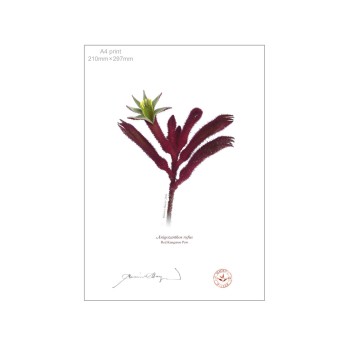 Kangaroo Paw (Anigozanthos) Diptych - A4 Flat Prints, No Mats