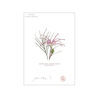 188 Grevillea 'Bulli Princess' - A4 Flat Print, No Mat