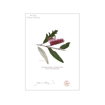 190 Grevillea 'Poorinda Royal Mantle' - A4 Flat Print, No Mat