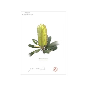 192 Coast Banksia Flower (Banksia integrifolia) - A4 Flat Print, No Mat