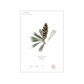 194 Coast Banksia Seed Cone and Leaf (Banksia integrifolia) - A4 Flat Print, No Mat