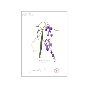 203 Hardenbergia violacea - A4 Flat Print, No Mat