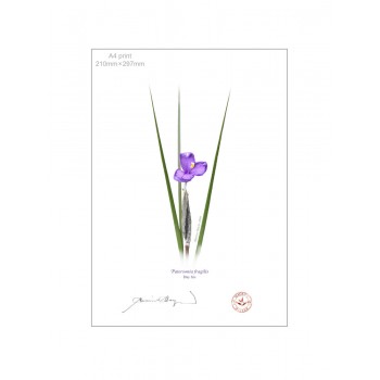 204 Day Iris (Patersonia fragilis) - A4 Flat Print, No Mat