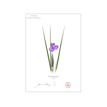 204 Day Iris (Patersonia fragilis) - A4 Flat Print, No Mat