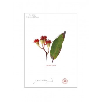 224 Corymbia ficifolia - A4 Flat Print, No Mat