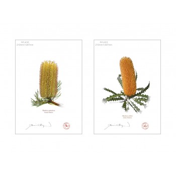 Banksia Flower Collection 2 Diptych - A4 Flat Prints, No Mats