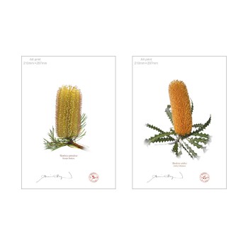 Banksia Flower Collection 2 Diptych - A4 Flat Prints, No Mats