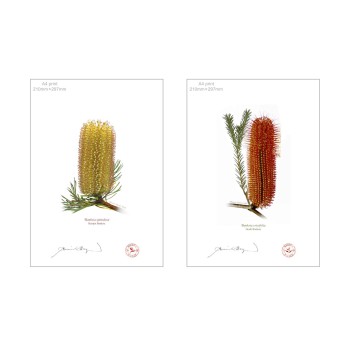 Banksia Flower Collection 3 Diptych - A4 Flat Prints, No Mats