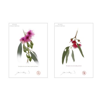 Eucalyptus leucoxylon subspecies Diptych - A4 Flat Prints, No Mats