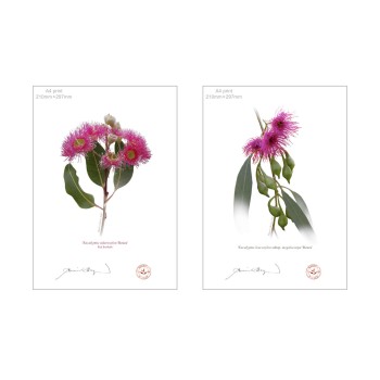 Eucalyptus 'Rosea' Cultivars Diptych - A4 Flat Prints, No Mats