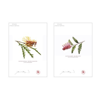 Grevillea Collection 2 Diptych - A4 Flat Prints, No Mats