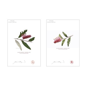 Grevillea 'Poorinda Royal Mantle' Diptych - A4 Flat Prints, No Mats