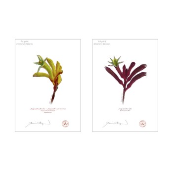 Kangaroo Paw (Anigozanthos) Diptych - A4 Flat Prints, No Mats