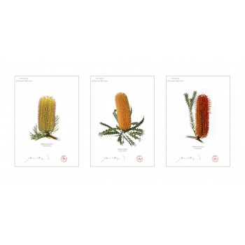 Banksia Flower Collection 1 Triptych - A4 Flat Prints, No Mats