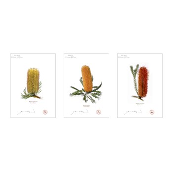 Banksia Flower Collection 1 Triptych - A4 Flat Prints, No Mats