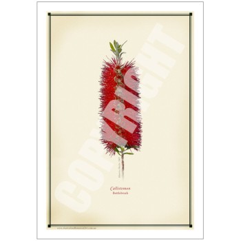 010 Bottlebrush (Callistemon) - 5″ × 7″ Blank Greeting Card With Envelope