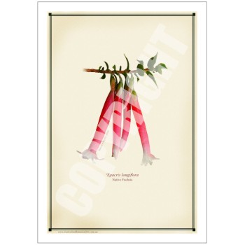 060 Native Fuchsia (Epacris longiflora) - 5″ × 7″ Blank Greeting Card With Envelope