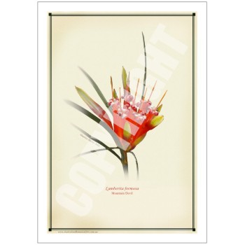 095 Mountain Devil (Lambertia formosa) - 5″ × 7″ Blank Greeting Card With Envelope