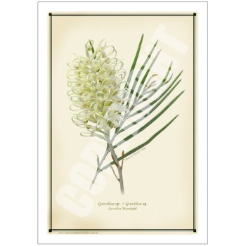112 Grevillea 'Moonlight' - 5″ × 7″ Blank Greeting Card With Envelope