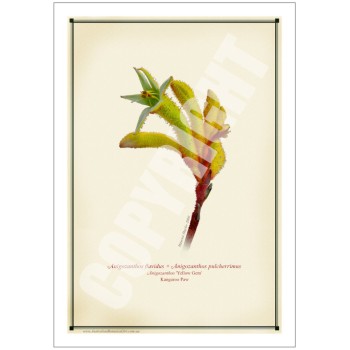 133 Kangaroo Paw (Anigozanthos 'Yellow Gem') - 5″ × 7″ Blank Greeting Card With Envelope