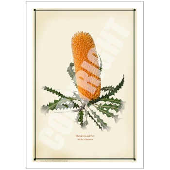 154 Ashby's Banksia (Banksia ashbyi) - 5″ × 7″ Blank Greeting Card With Envelope