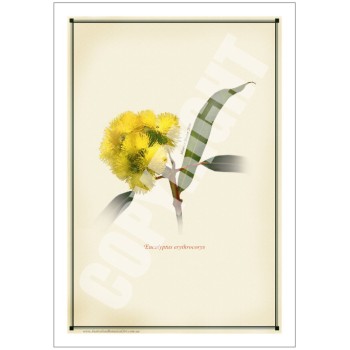 162 Eucalyptus erythrocorys - 5″ × 7″ Blank Greeting Card With Envelope