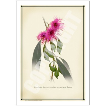 164 Eucalyptus leucoxylon subsp. megalocarpa 'Rosea' - 5″ × 7″ Blank Greeting Card With Envelope