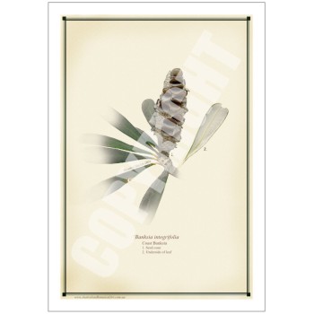 194 Coast Banksia Seed Cone and Leaf (Banksia integrifolia) - 5″ × 7″ Blank Greeting Card With Envelope