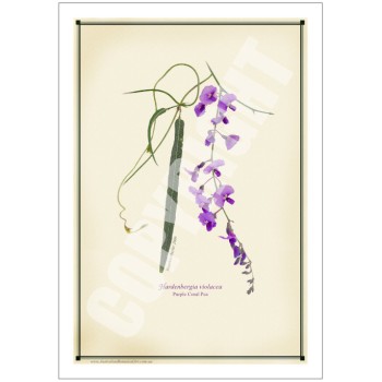 203 Hardenbergia violacea - 5″ × 7″ Blank Greeting Card With Envelope