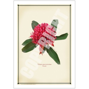 205 Waratah (Telopea speciosissima) - 5″ × 7″ Blank Greeting Card With Envelope