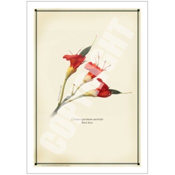 215 Black Bean (Castanospermum australe) - 5″ × 7″ Blank Greeting Card With Envelope