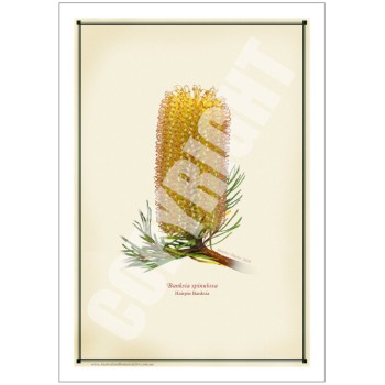 223 Hairpin Banksia (Banksia spinulosa) - 5″ × 7″ Blank Greeting Card With Envelope