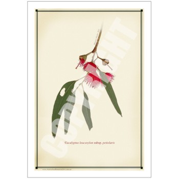 229 Eucalyptus leucoxylon subsp. petiolaris - 5″ × 7″ Blank Greeting Card With Envelope